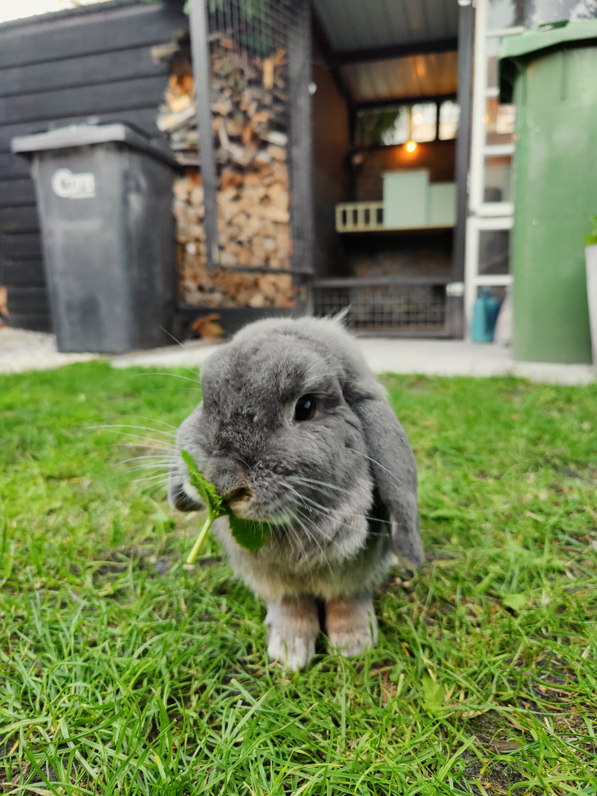 Fluf_edited