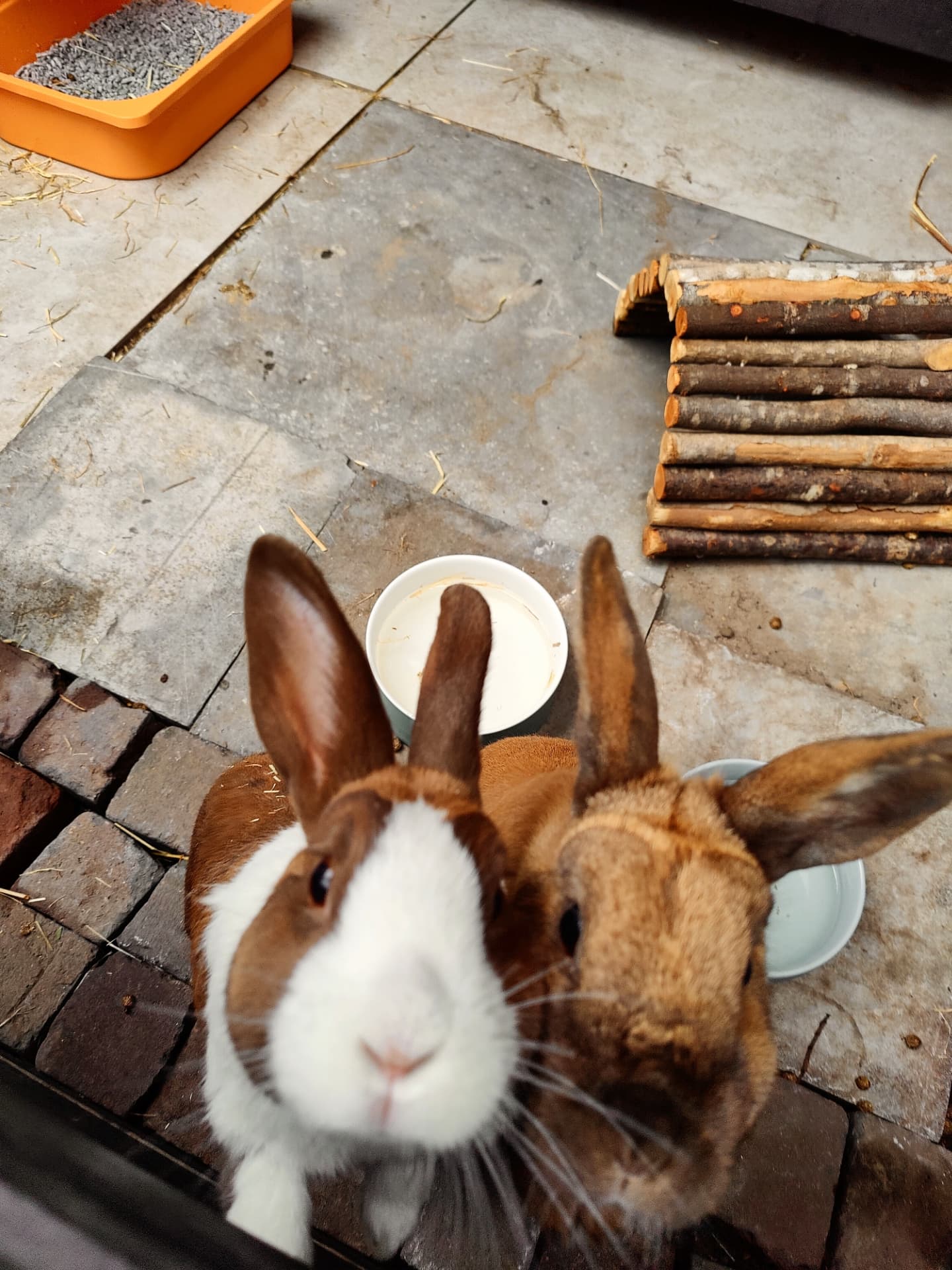 IMG_20250813_111552_504